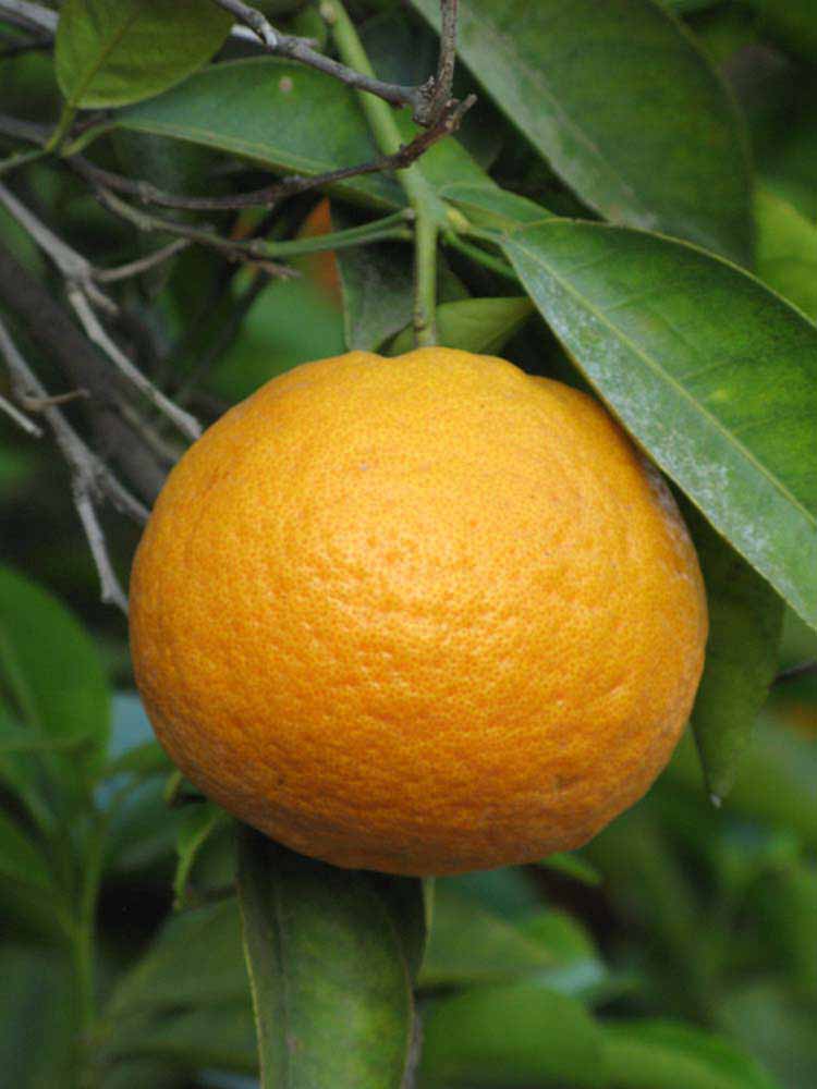            Fruit (Riverside, CA)   